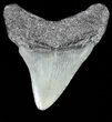 Juvenile Megalodon Tooth - South Carolina #54172-1